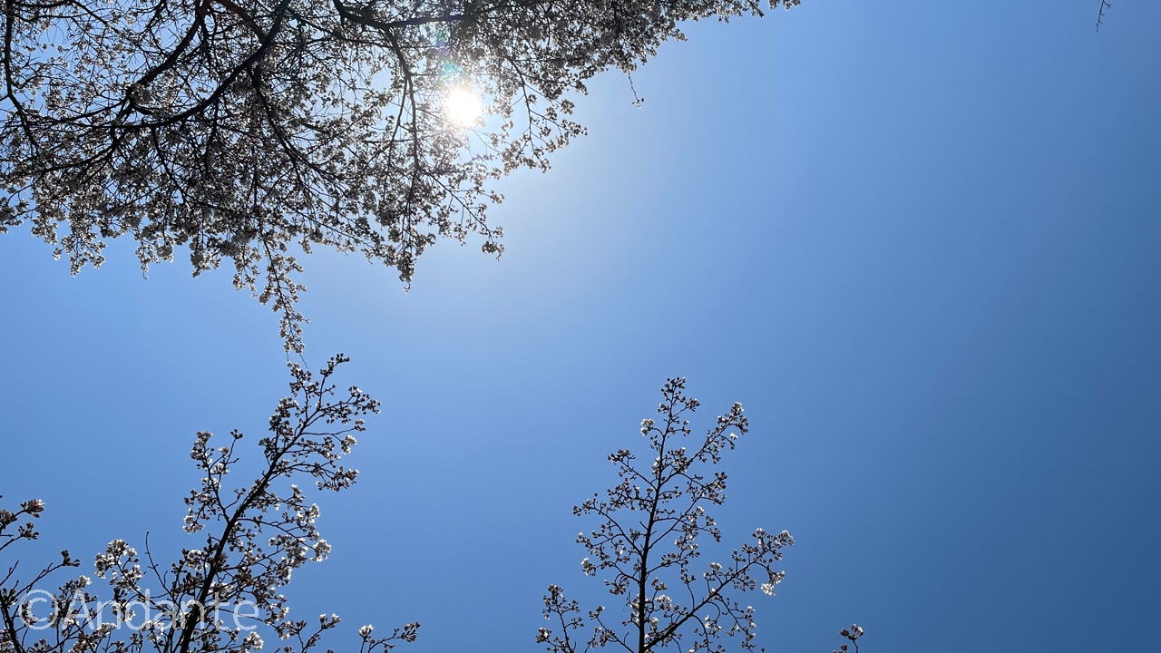 松本城の桜
